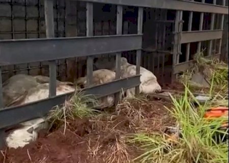 Caminhão carrega de bois tomba, quatro animais morreram.