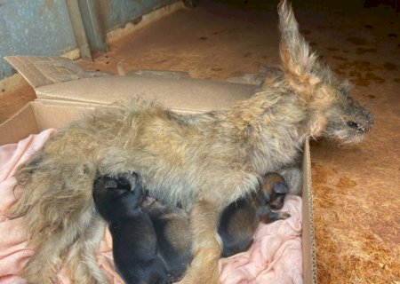 PMA de Batayporã autua mulher de 28 anos em R$ 2,5 mil por maus-tratos a três filhotes de cachorros.