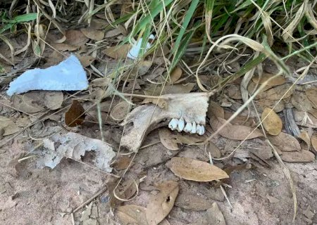 Ossada encontrada em chácara é de homem morto há mais de um mês.