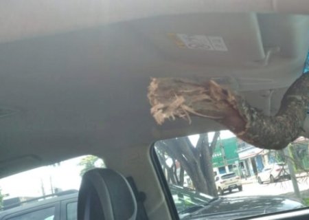 Galho cai, atravessa para-brisa de caminhonete e duas pessoas ficam feridas.