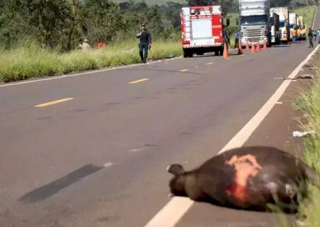 Motorista fica ferido após atropelar anta na MS-040.