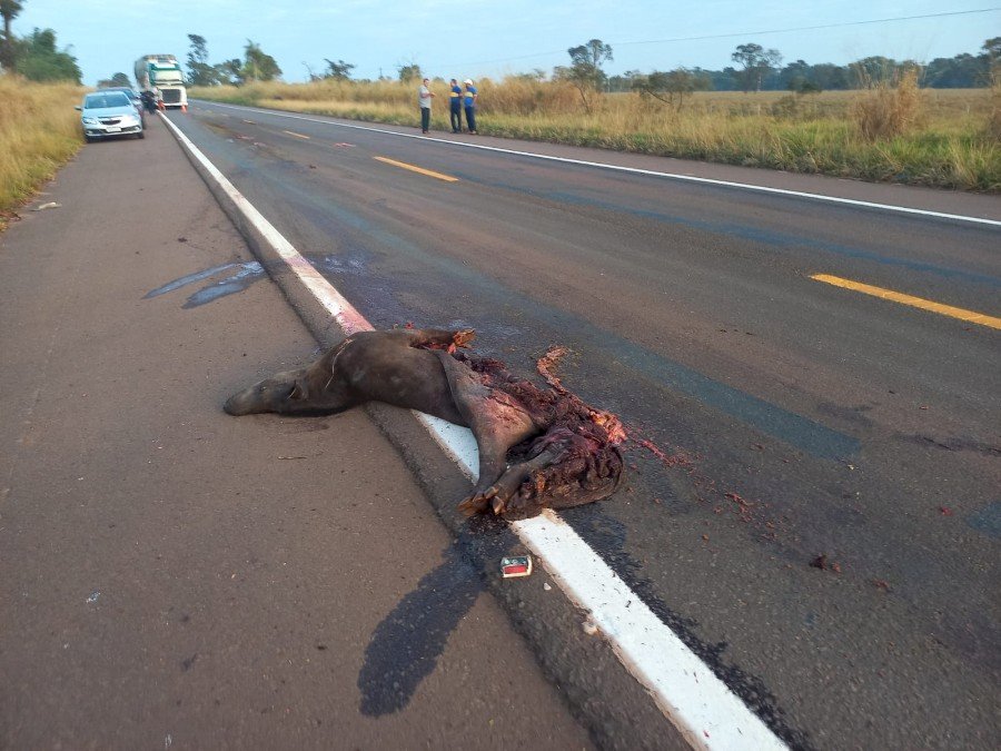 Nova Andradina - Motociclista morre após colidir em animal na pista na região de Nova Casa Verde