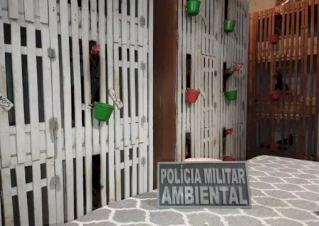 Polícia fecha rinhas de galos e resgata 170 animais.