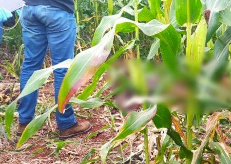 Idoso que estava desaparecido é encontrado morto em milharal perto da PRF