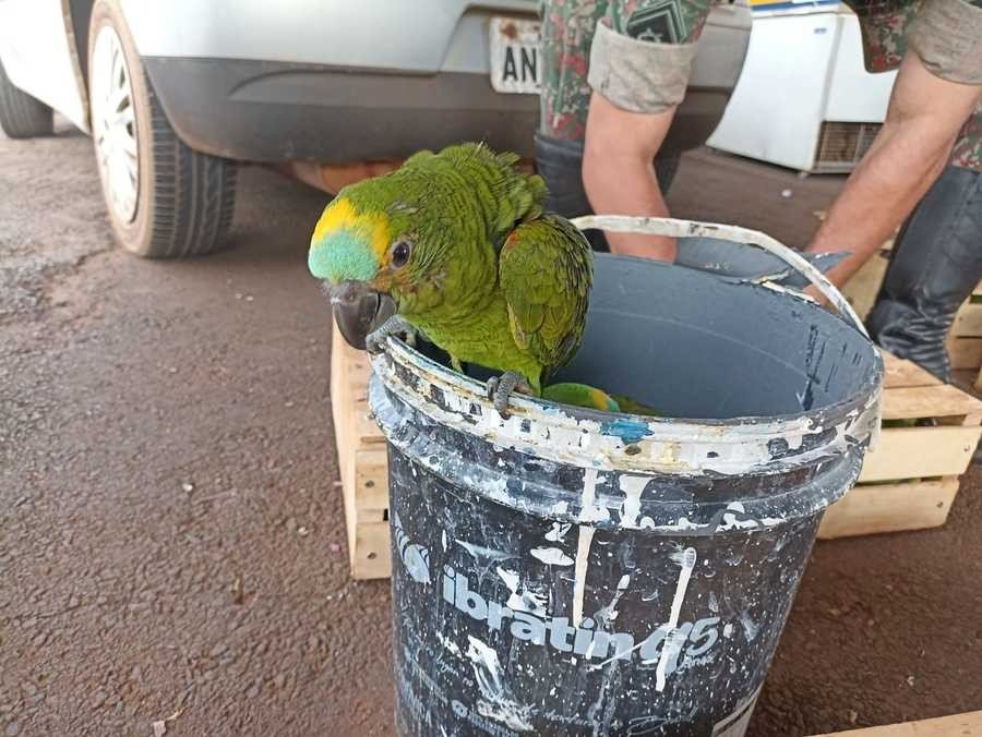 PMR prende dois homens moradores de Ivinhema por tráfico de animais silvestre e corrupção ativa em Nova Andradina.