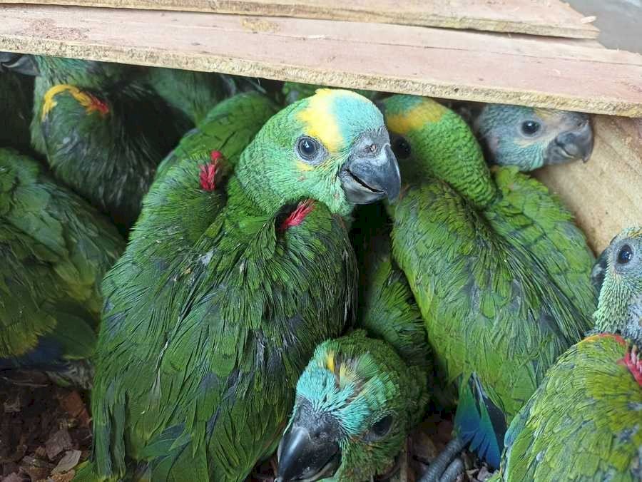 PMR prende dois homens moradores de Ivinhema por tráfico de animais silvestre e corrupção ativa em Nova Andradina.