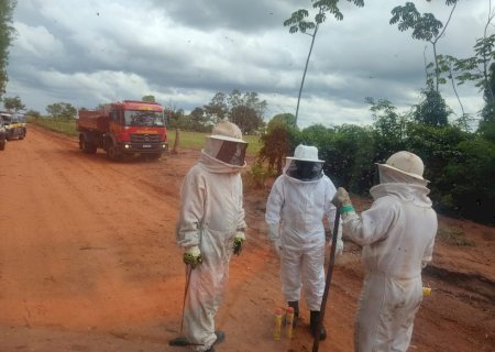 Nova Andradina - Homem foge da PRF e morre após ser atacado por abelhas em mata