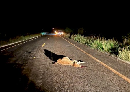 Angélica - Animais solto na pista provoca acidente