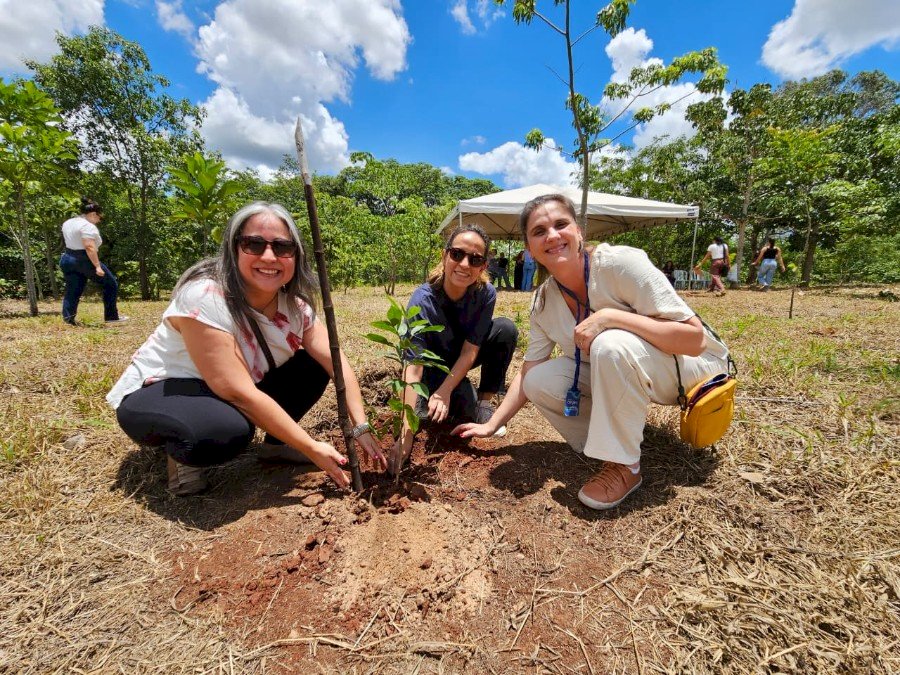 Reflorestamento e neutralização de carbono reforçam a agenda de sustentabilidade em Mato Grosso do Sul