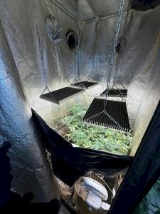 Polícia Civil localiza laboratório para cultivo ilícito de drogas no MS
