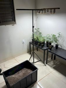 Polícia Civil localiza laboratório para cultivo ilícito de drogas no MS