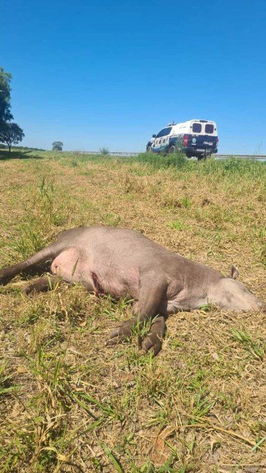 Carro fica destruído após colisão com anta na BR-060