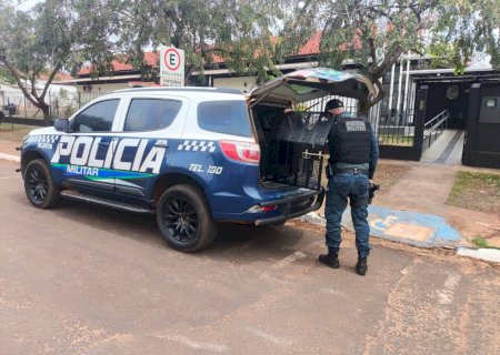 Ivinhema - Polícia Militar conduz casal para delegacia após agressões