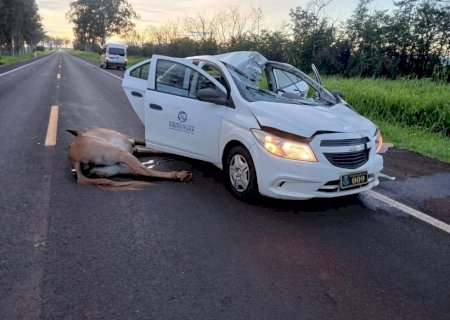 Carro com 04 pessoas fica com teto totalmente destruído após atropelar animal